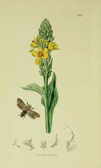 Ochsenheimeria mediopectinellus