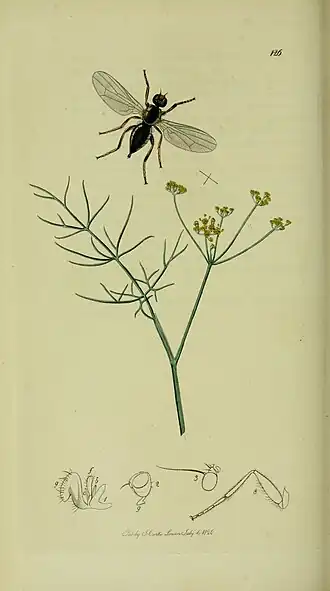 Piophila