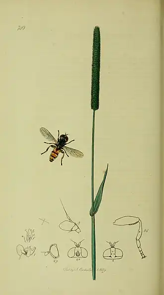 Duinbollenzweefvlieg