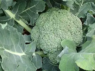 Broccoli