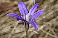Brodiaea coronaria