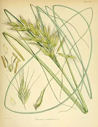 Chionochloa antarctica