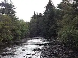 De met bomen omzoomde Little Barasway Brook