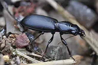 Dikkopzandgraver (Broscus cephalotes)