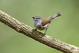 Bruine mangrovezanger