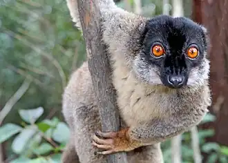 Bruine maki, Eulemur fulvus