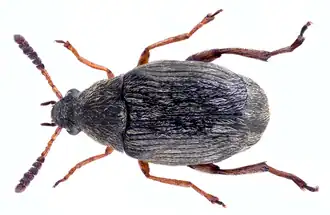 Bruchidius seminarius