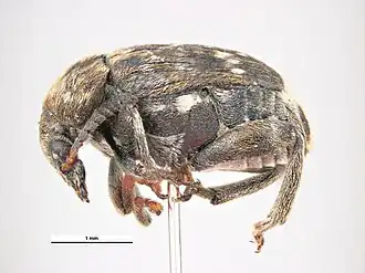 Bruchus lentis