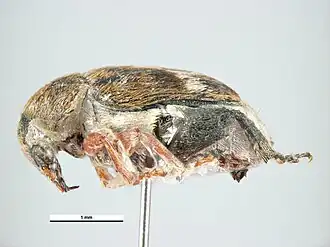 Bruchus signaticornis