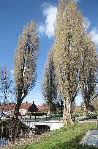 Brug 434, in de lente van 2017 geflankeerd door vier fiere populieren