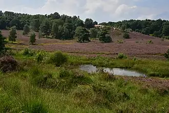 Brunssummerheide