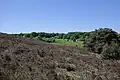 Brunssummerheide met bezoekerscentrum