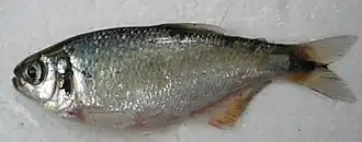 Bryconamericus huilae