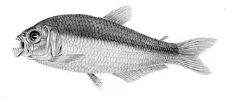 Bryconamericus peruanus