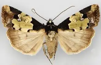 Bryolymnia viridimedia