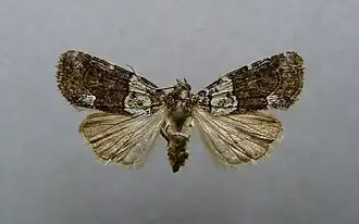 Bryophila ereptricula