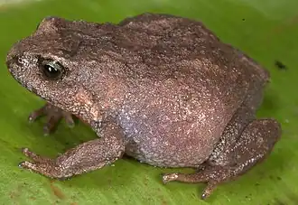 Bryophryne hanssaueri