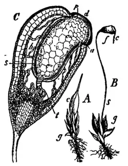 Gewoon krulmos: A: Bladscheut (g) met een jong sporogoon, dat omsloten wordt door de calyptra (c).B: Met bijna rijp sporogoon; s=seta; f=doosje; c=calyptra.C:Mediane-longitudinale doorsnede van een doosje met de seta dat naar de basis toe verwijdt in de apofyse; d=operculum; p=peristoom; a=annulus; c=columella; s=archesporium; h=luchtholte tussen de sporezak en de wand van het doosje.