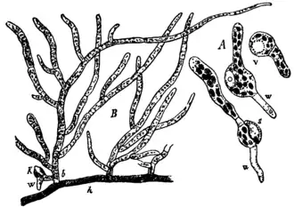 A: Kiemende sporen; s=sporewand, v=vacuole, w=rizoïde.B: deel van een uitgroeiend protonema. h=rhizonema: kruipend filament met bruine wanden. b= chloronema: filamenten met chlorofylbevattende cellen. k=jonge mosplant, w=eerste rizoïde.