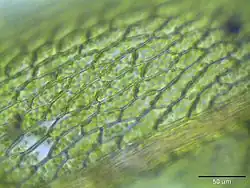 Bladcellen bij 400× vergroting