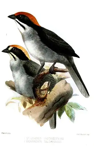 Grijsborststruikgors