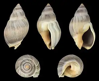 Buccinastrum deforme