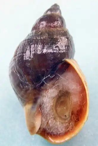 Buccinum baeri