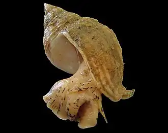 Buccinum undatum