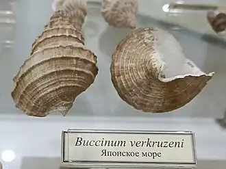 Buccinum verkruezeni