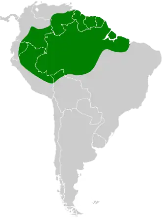 Gekraagde baardkoekoek