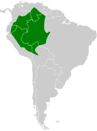 Bruinkapbaardkoekoek