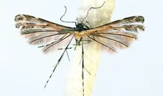 Buckleria vanderwolfi