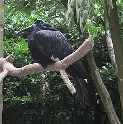 Noordelijke hoornraaf