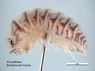 Buddelundia hirsuta
