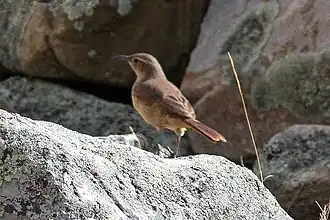 Bruinborstaardkruiper