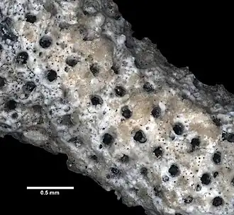 Buffonellaria divergens