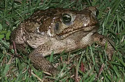 Reuzenpad(Bufo marinus)