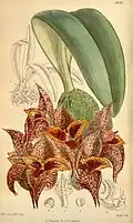 Bulbophyllum macrobulbum - 1920