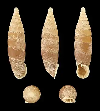 Bulgarica denticulata