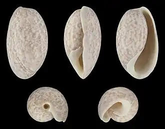 Bulla occidentalis