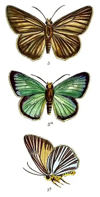 Bibasis gomata