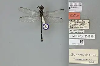 Burmagomphus hasimaricus