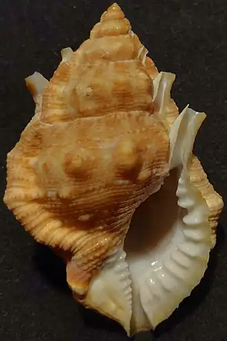 Bursina borisbeckeri