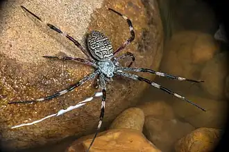 Argiope dietrichae