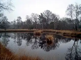 Een ven in het Buurserzand, even ten noorden van de dorpskern.
