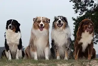 Verschillende kleurslagen van de Australische herder.