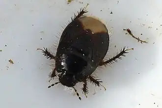 Kleine borstelige graafwants