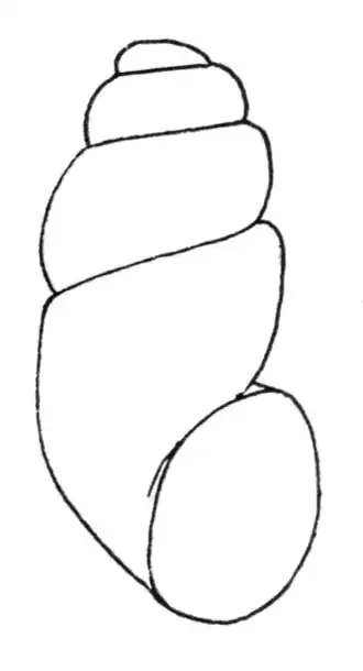 Bythinella austriaca