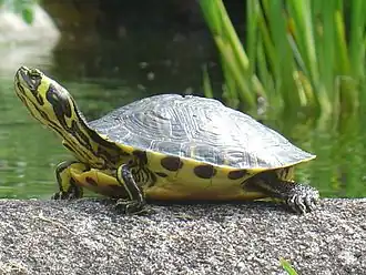Geelbuikschildpad