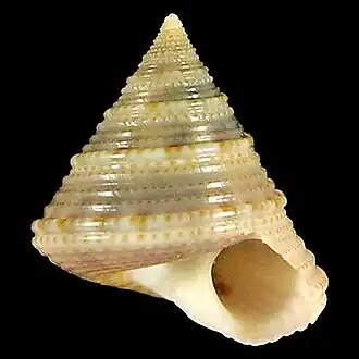 Calliostoma trotini